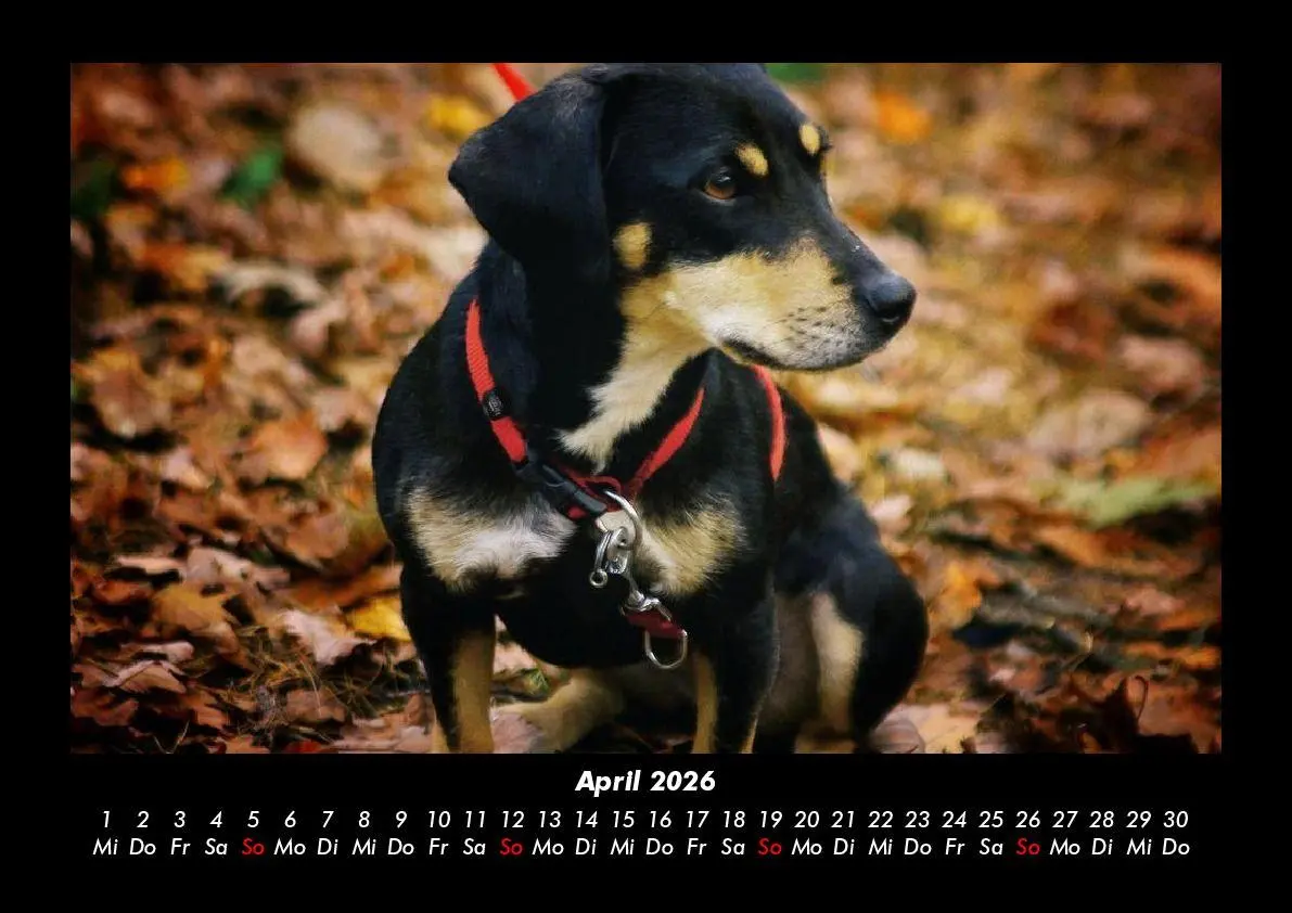 Bild: 9783695411825 | Hunde 2026 Fotokalender DIN A3 | Tobias Becker | Kalender | Deutsch