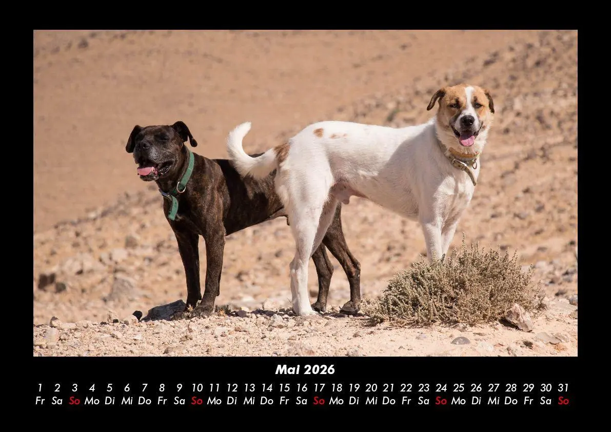 Bild: 9783695411825 | Hunde 2026 Fotokalender DIN A3 | Tobias Becker | Kalender | Deutsch