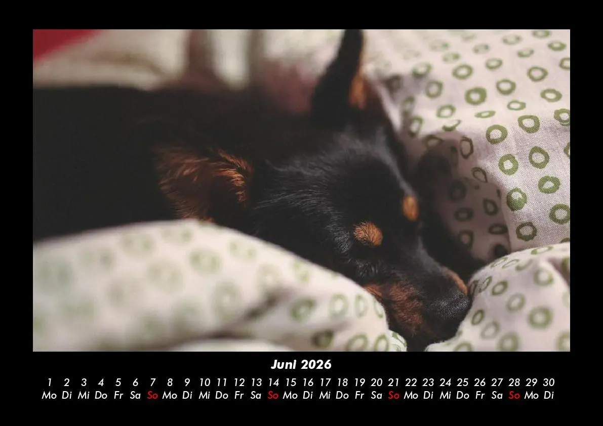 Bild: 9783695411825 | Hunde 2026 Fotokalender DIN A3 | Tobias Becker | Kalender | Deutsch