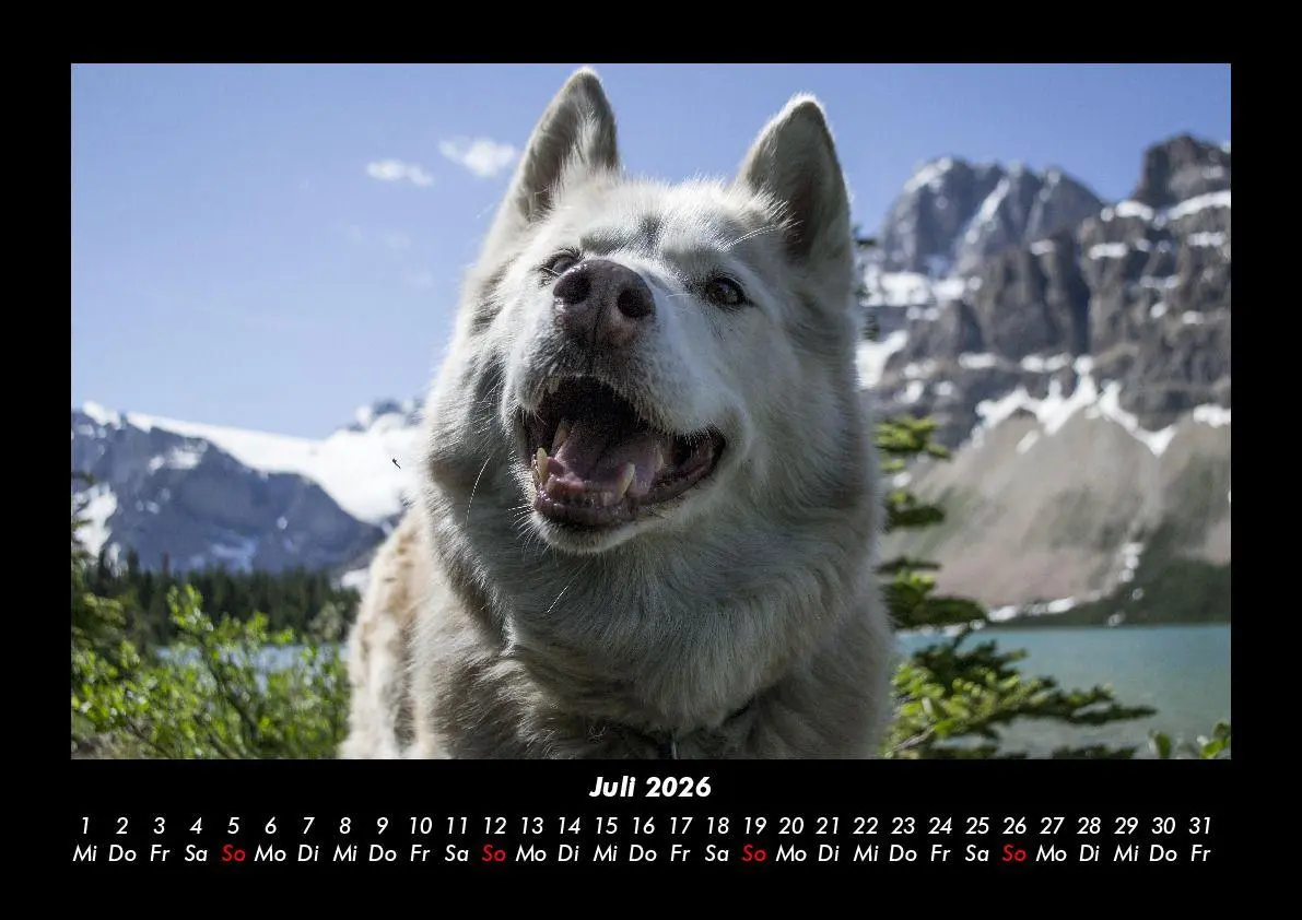 Bild: 9783695411825 | Hunde 2026 Fotokalender DIN A3 | Tobias Becker | Kalender | Deutsch