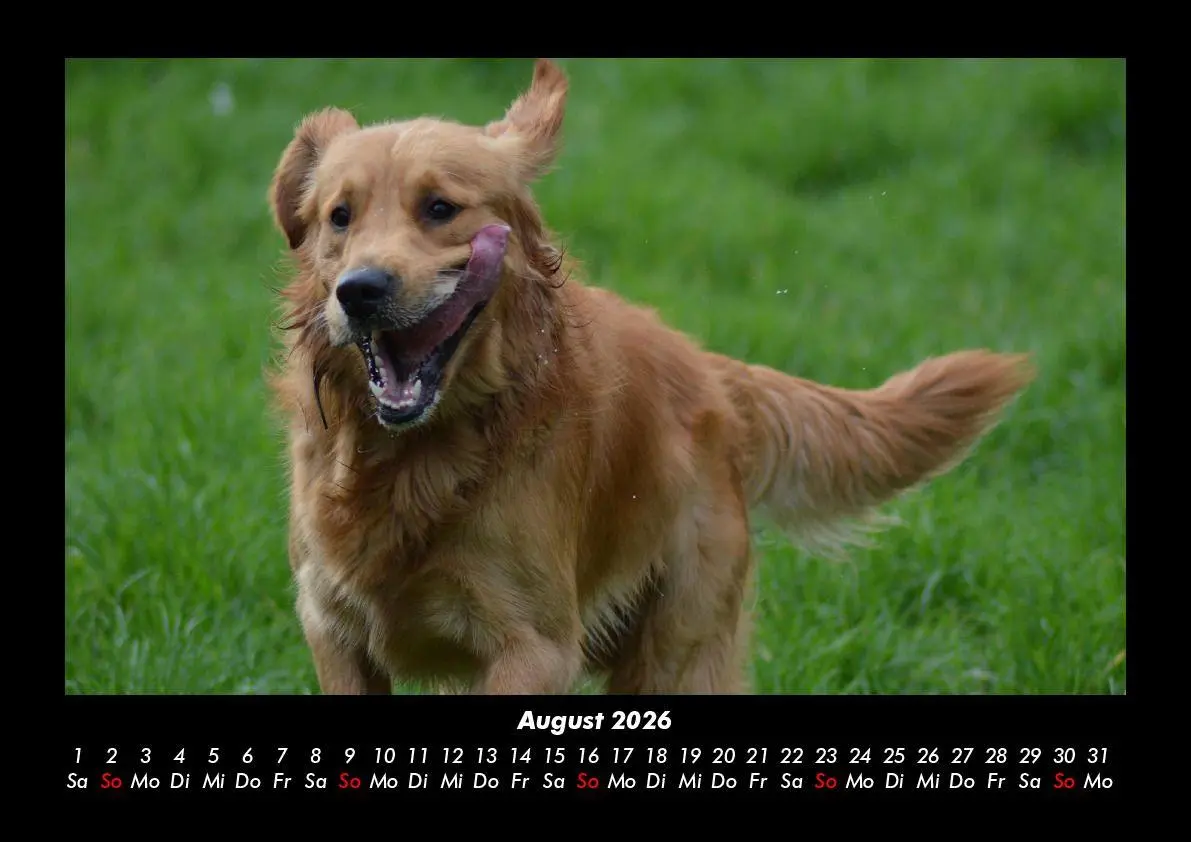 Bild: 9783695411825 | Hunde 2026 Fotokalender DIN A3 | Tobias Becker | Kalender | Deutsch