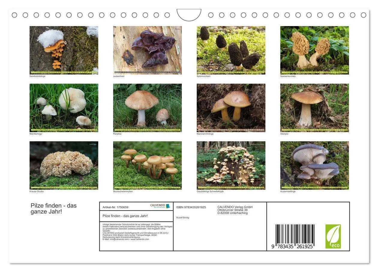 Bild: 9783435261925 | Pilze finden - das ganze Jahr! (Wandkalender 2025 DIN A4 quer),...
