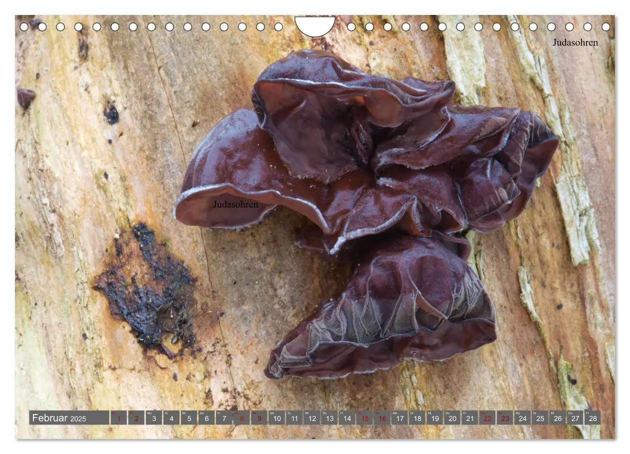 Bild: 9783435261925 | Pilze finden - das ganze Jahr! (Wandkalender 2025 DIN A4 quer),...