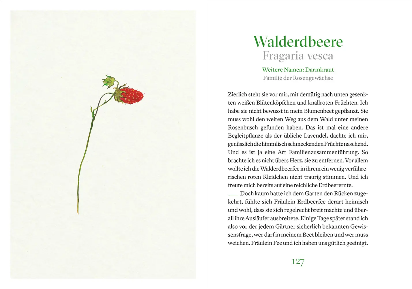 Bild: 9783961571925 | Marias heilige Kräuter | mit Marienpflanzen durch das Jahr | Buch