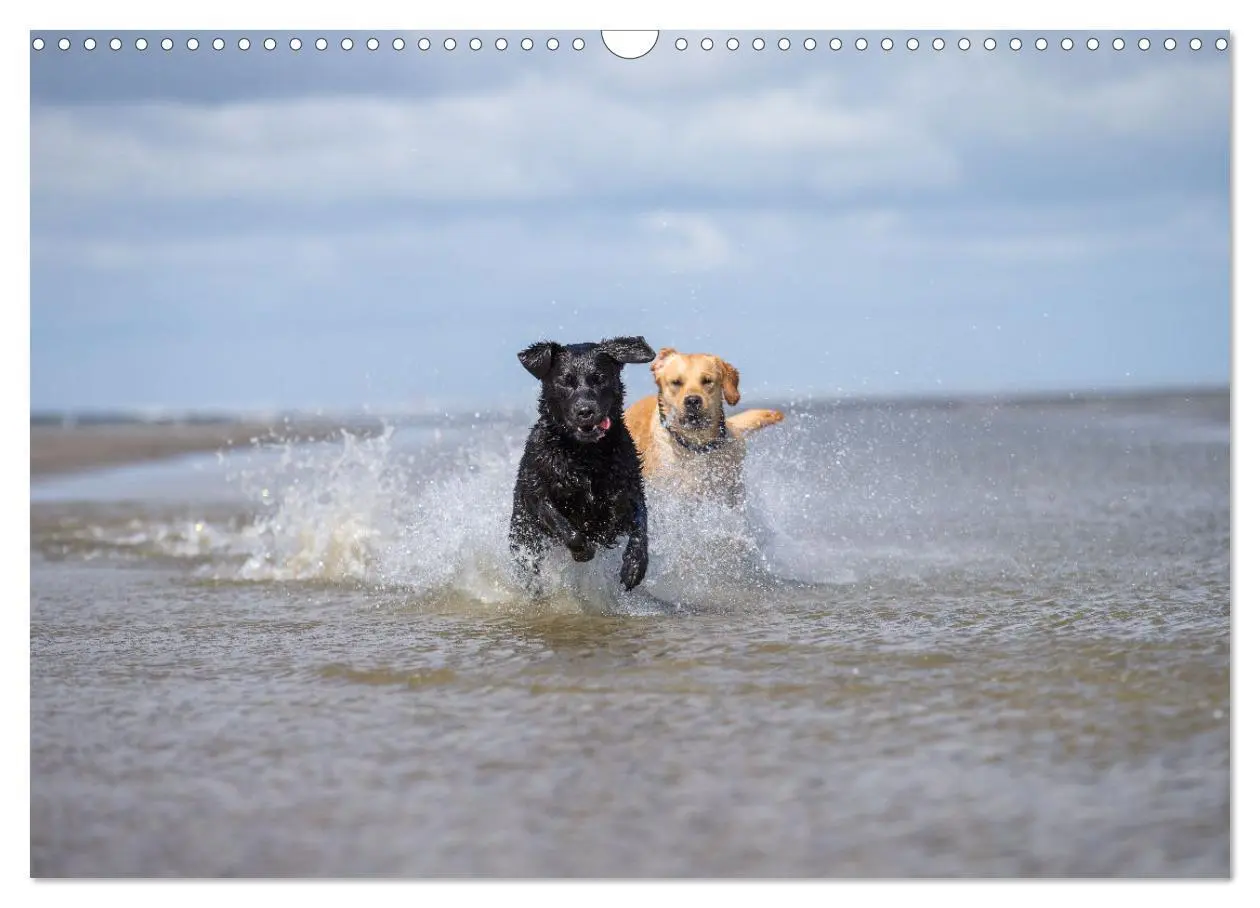 Bild: 9783435532025 | Liebenswerter Labrador 2025 (Wandkalender 2025 DIN A3 quer),...