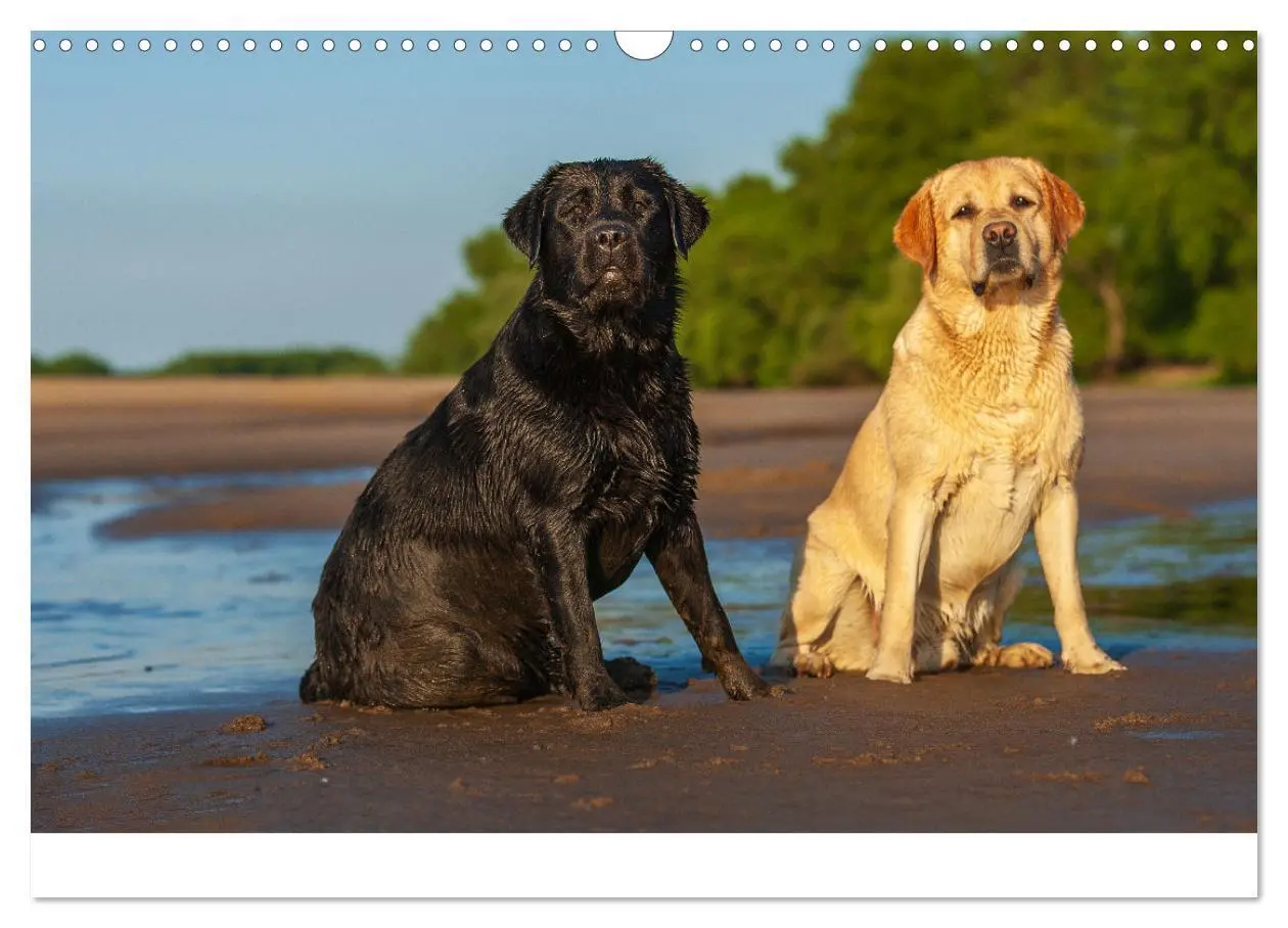 Bild: 9783435532025 | Liebenswerter Labrador 2025 (Wandkalender 2025 DIN A3 quer),...