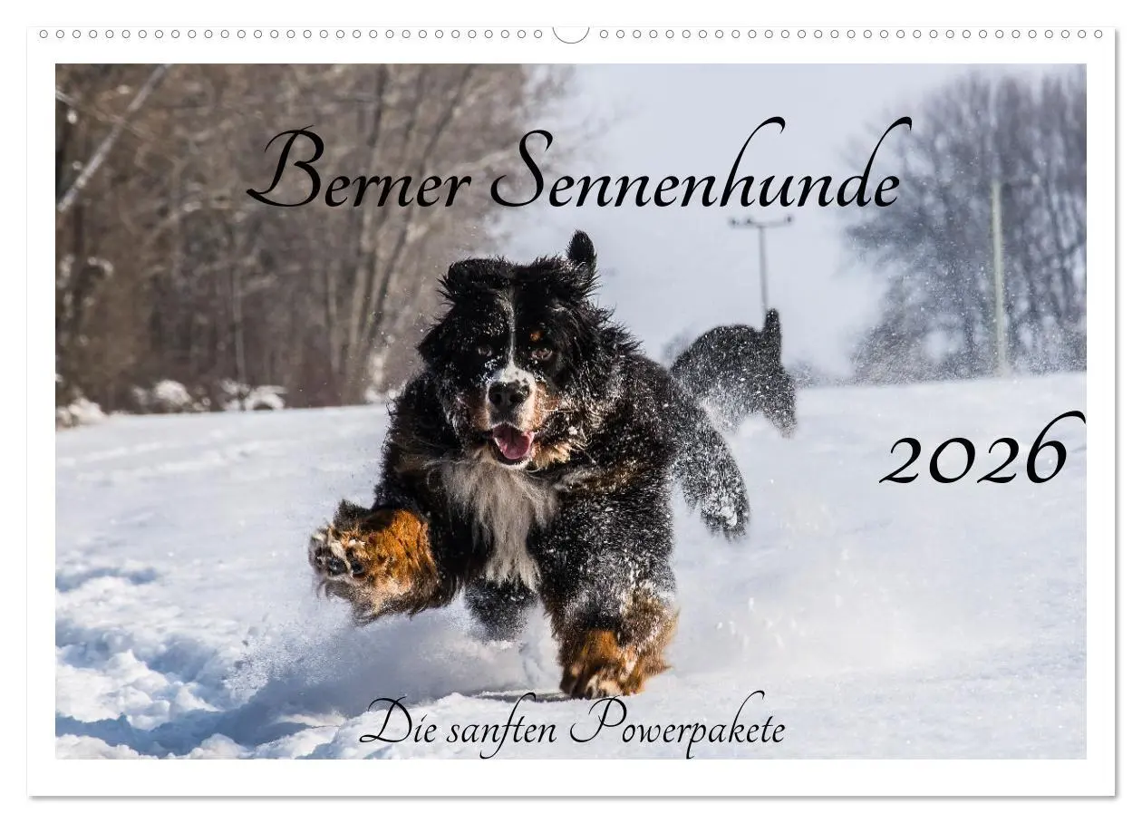 Cover: 9783457552025 | Berner Sennenhunde - Die sanften Powerpakete (Wandkalender 2026 DIN...