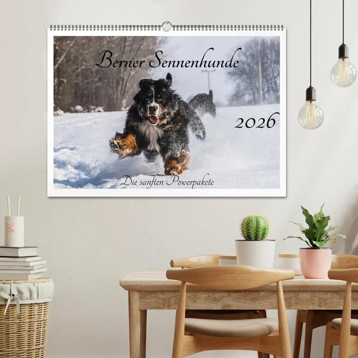 Bild: 9783457552025 | Berner Sennenhunde - Die sanften Powerpakete (Wandkalender 2026 DIN...