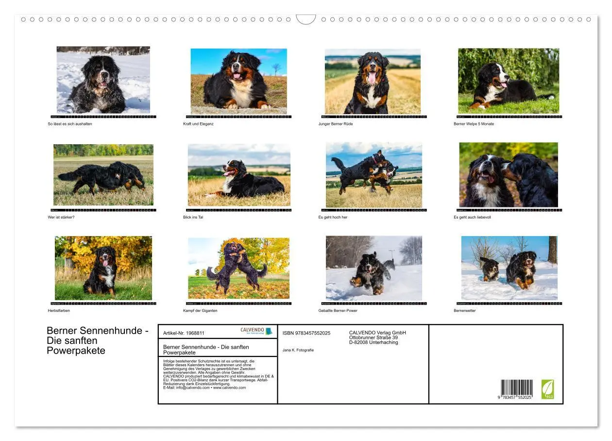Bild: 9783457552025 | Berner Sennenhunde - Die sanften Powerpakete (Wandkalender 2026 DIN...