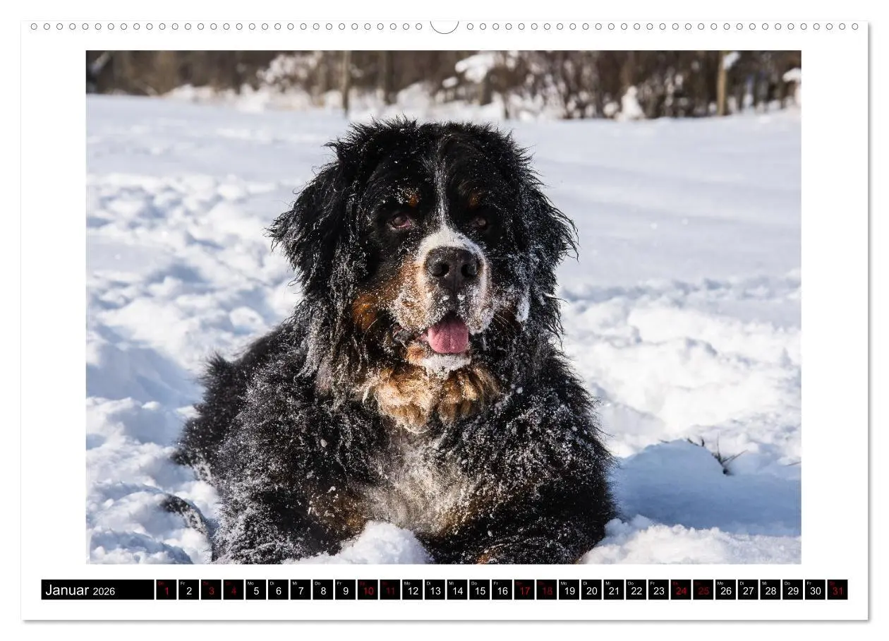Bild: 9783457552025 | Berner Sennenhunde - Die sanften Powerpakete (Wandkalender 2026 DIN...