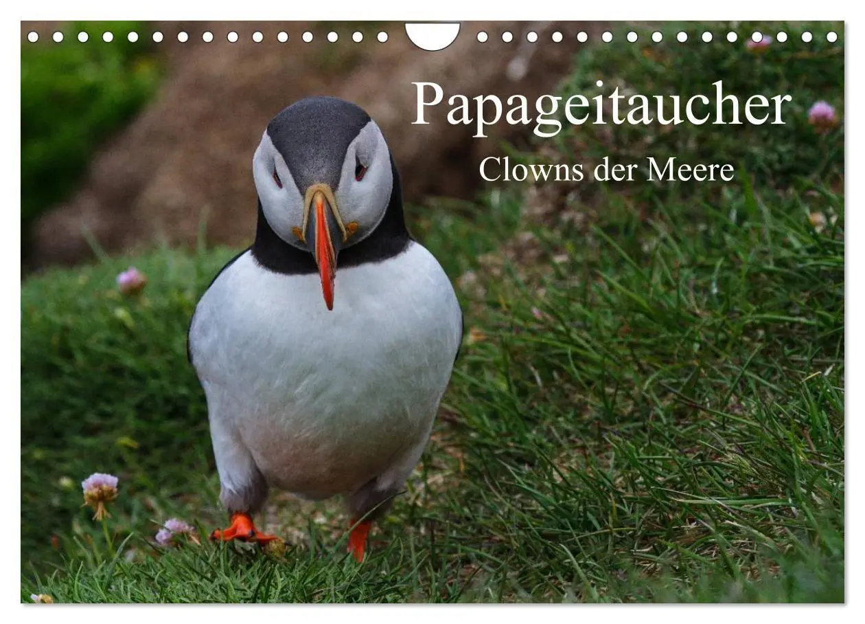 Cover: 9783516192025 | Papageitaucher Clowns der Meere (Wandkalender 2026 DIN A4 quer),...