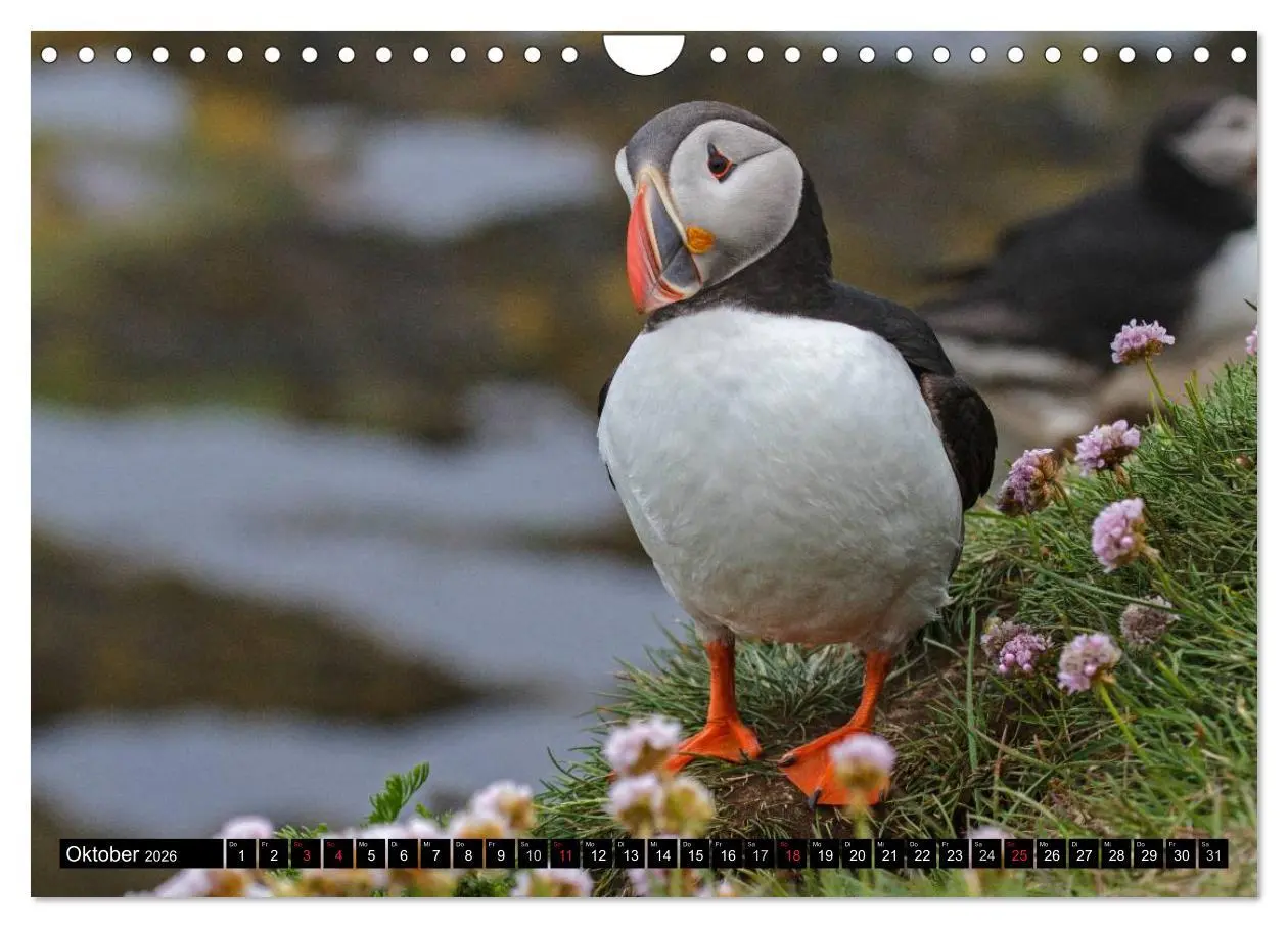 Bild: 9783516192025 | Papageitaucher Clowns der Meere (Wandkalender 2026 DIN A4 quer),...
