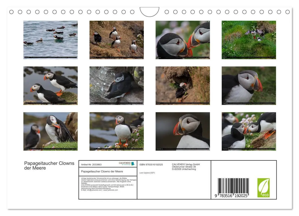 Bild: 9783516192025 | Papageitaucher Clowns der Meere (Wandkalender 2026 DIN A4 quer),...