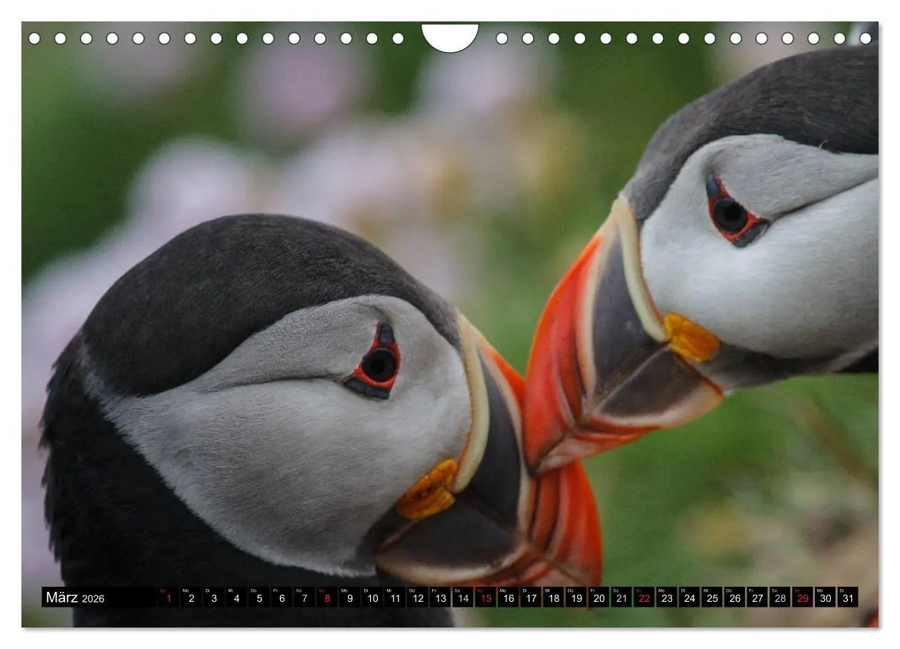 Bild: 9783516192025 | Papageitaucher Clowns der Meere (Wandkalender 2026 DIN A4 quer),...
