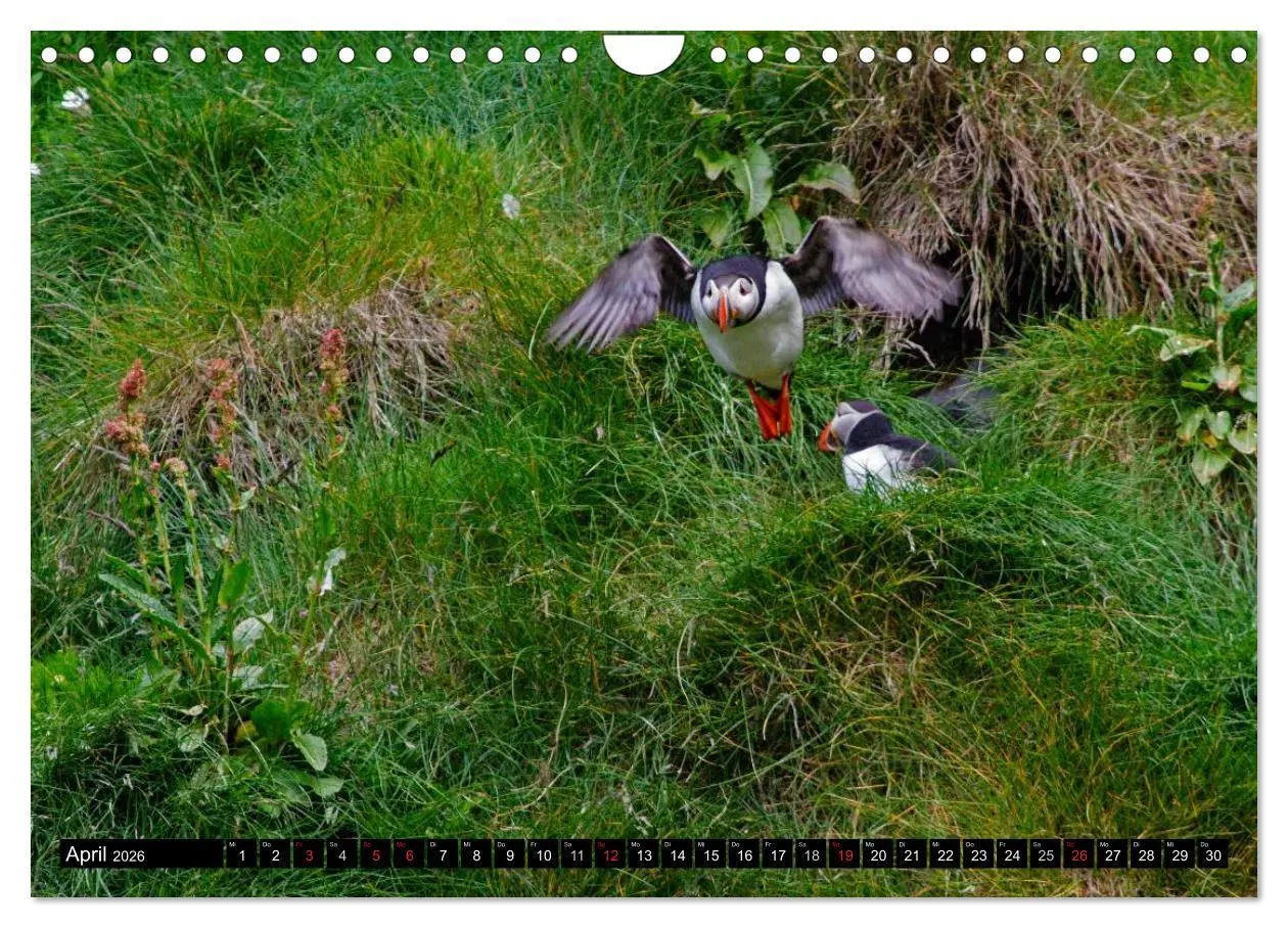 Bild: 9783516192025 | Papageitaucher Clowns der Meere (Wandkalender 2026 DIN A4 quer),...