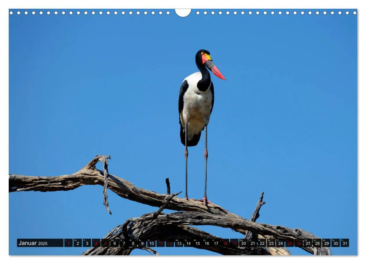 Bild: 9783435452125 | Faszination Botswana (Wandkalender 2025 DIN A3 quer), CALVENDO...
