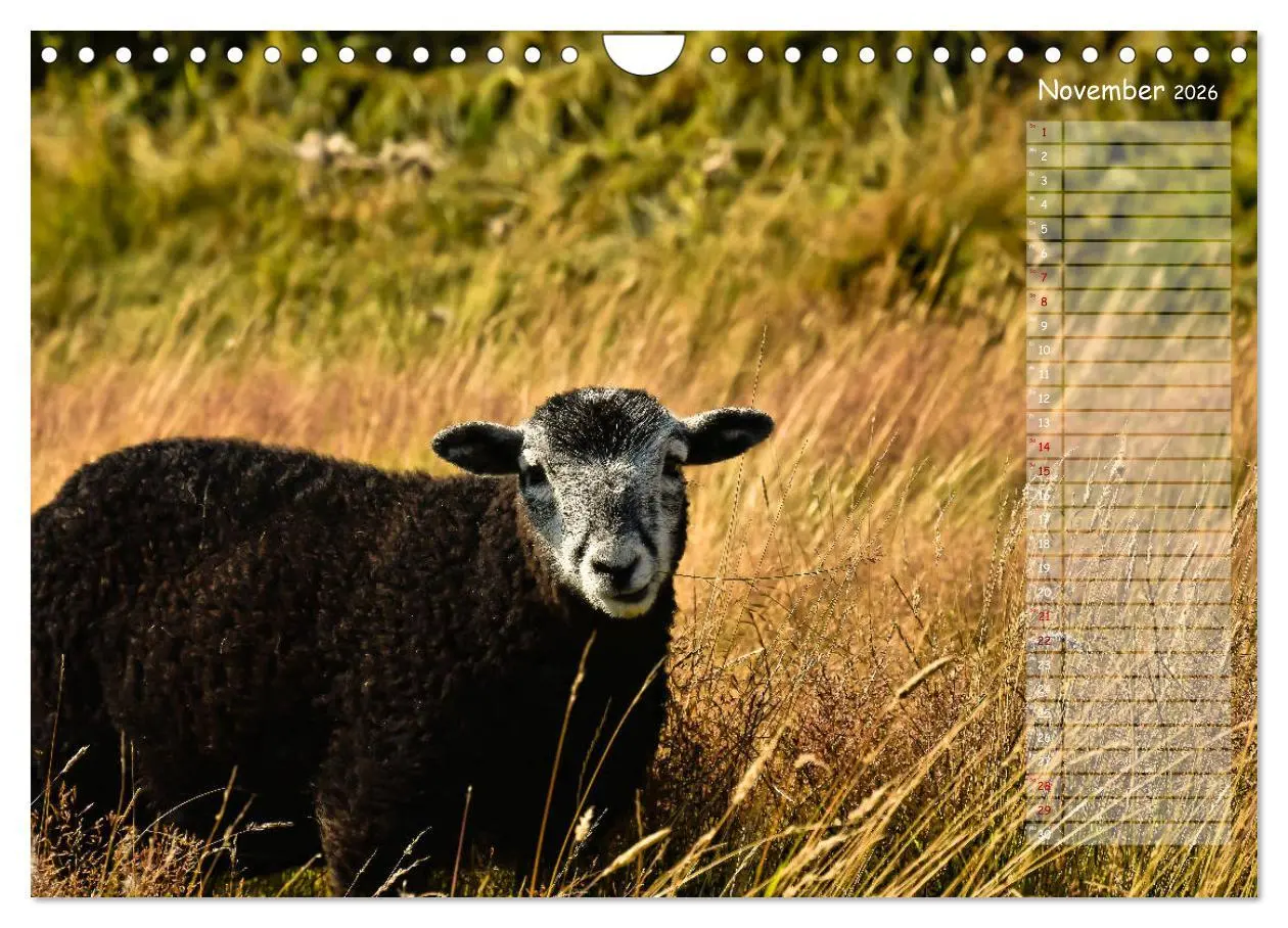 Bild: 9783457852125 | Ein Sommer auf Texel (Wandkalender 2026 DIN A4 quer), CALVENDO...