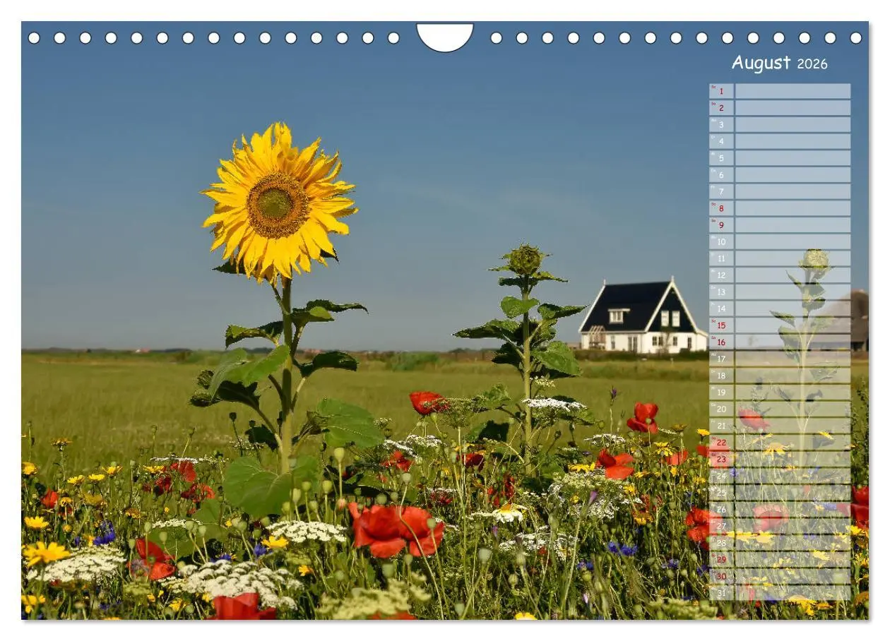Bild: 9783457852125 | Ein Sommer auf Texel (Wandkalender 2026 DIN A4 quer), CALVENDO...