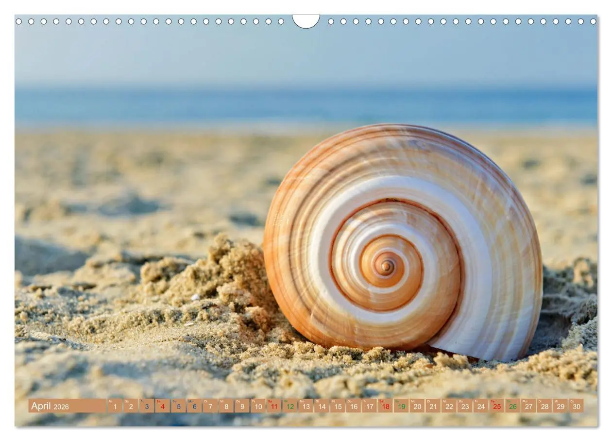 Bild: 9783457392225 | Faszination Muscheln (Wandkalender 2026 DIN A3 quer), CALVENDO...