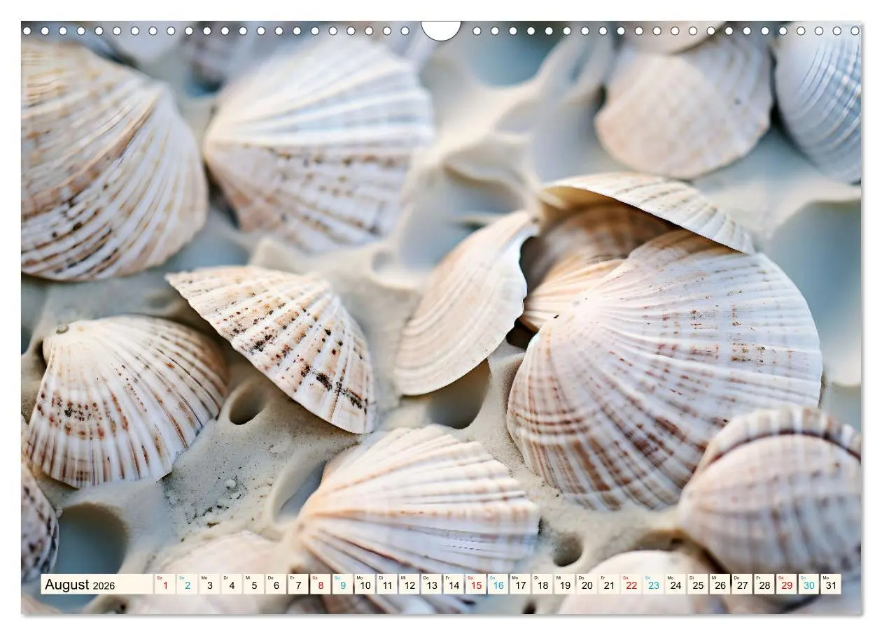 Bild: 9783457392225 | Faszination Muscheln (Wandkalender 2026 DIN A3 quer), CALVENDO...