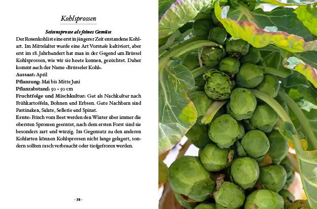 Bild: 9783710402425 | Das kleine Buch: Wintergemüse | Vitamine ernten bei Schnee &amp; Frost