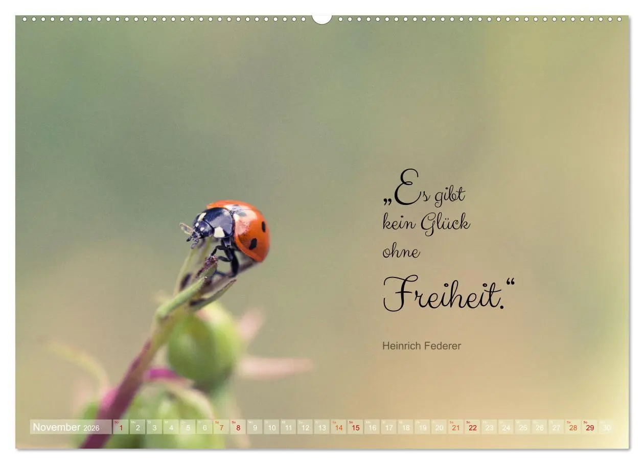 Bild: 9783457502525 | Marienkäfer &amp; Zitate - Sieben Punkte zum Glück (Wandkalender 2026...