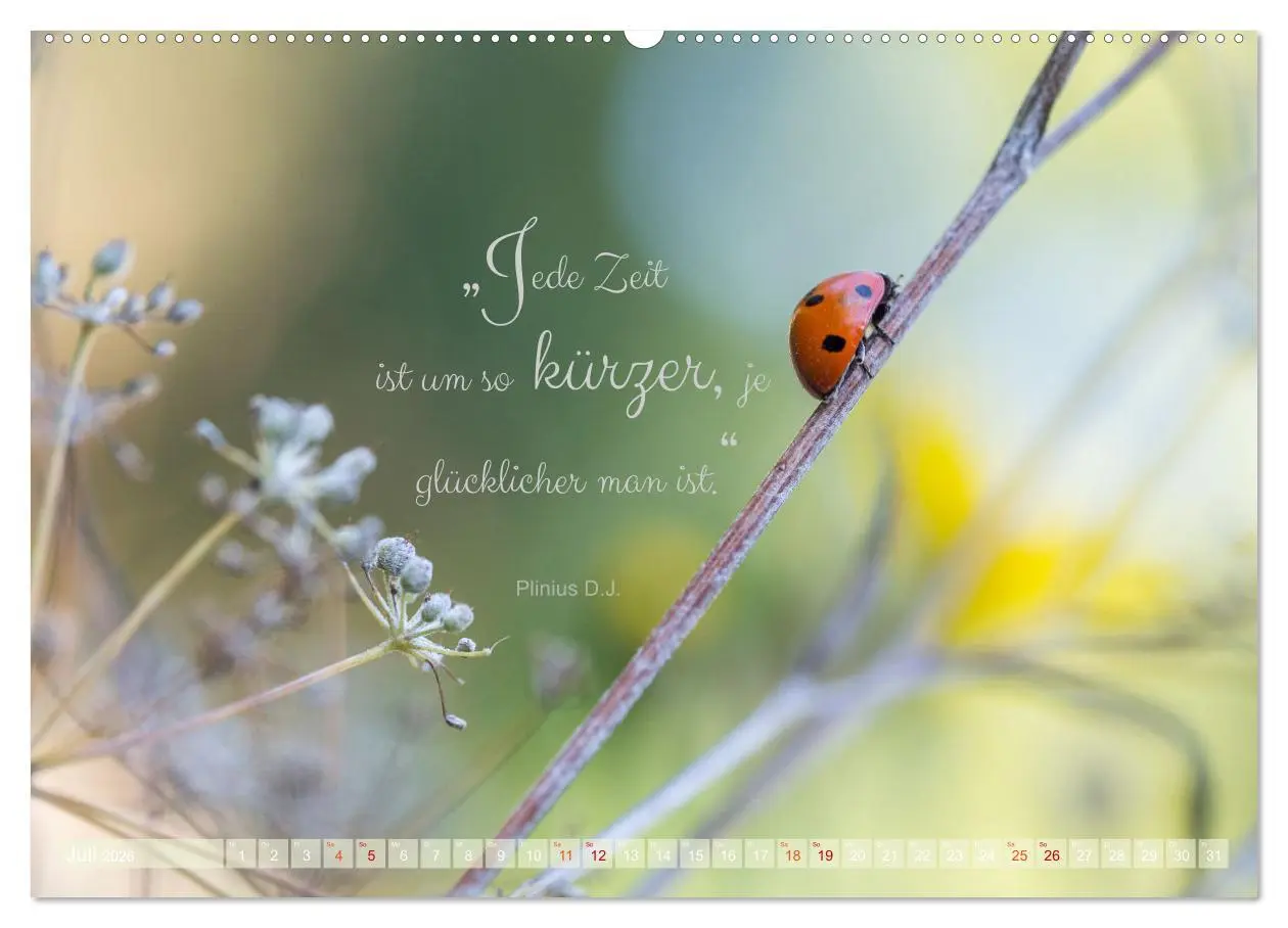 Bild: 9783457502525 | Marienkäfer &amp; Zitate - Sieben Punkte zum Glück (Wandkalender 2026...