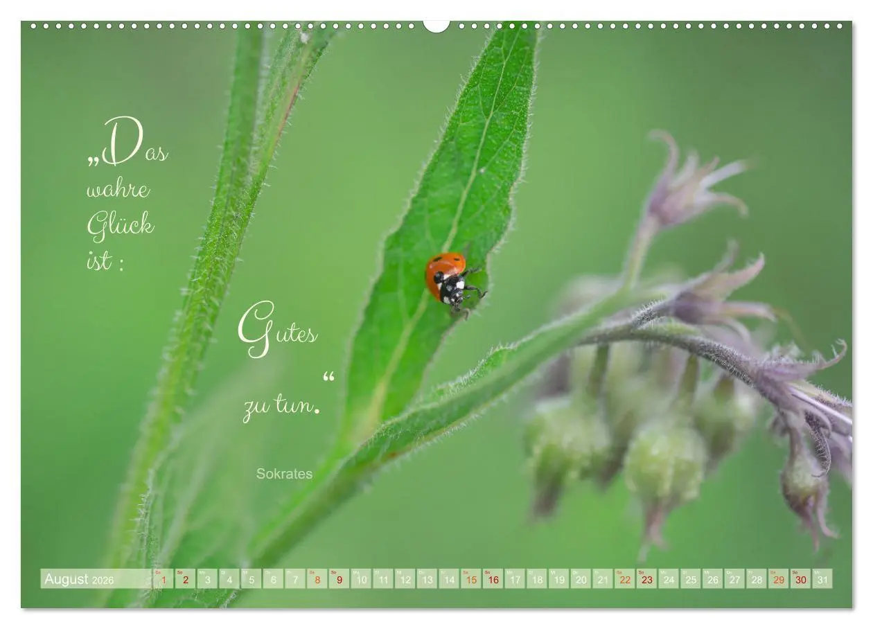 Bild: 9783457502525 | Marienkäfer &amp; Zitate - Sieben Punkte zum Glück (Wandkalender 2026...