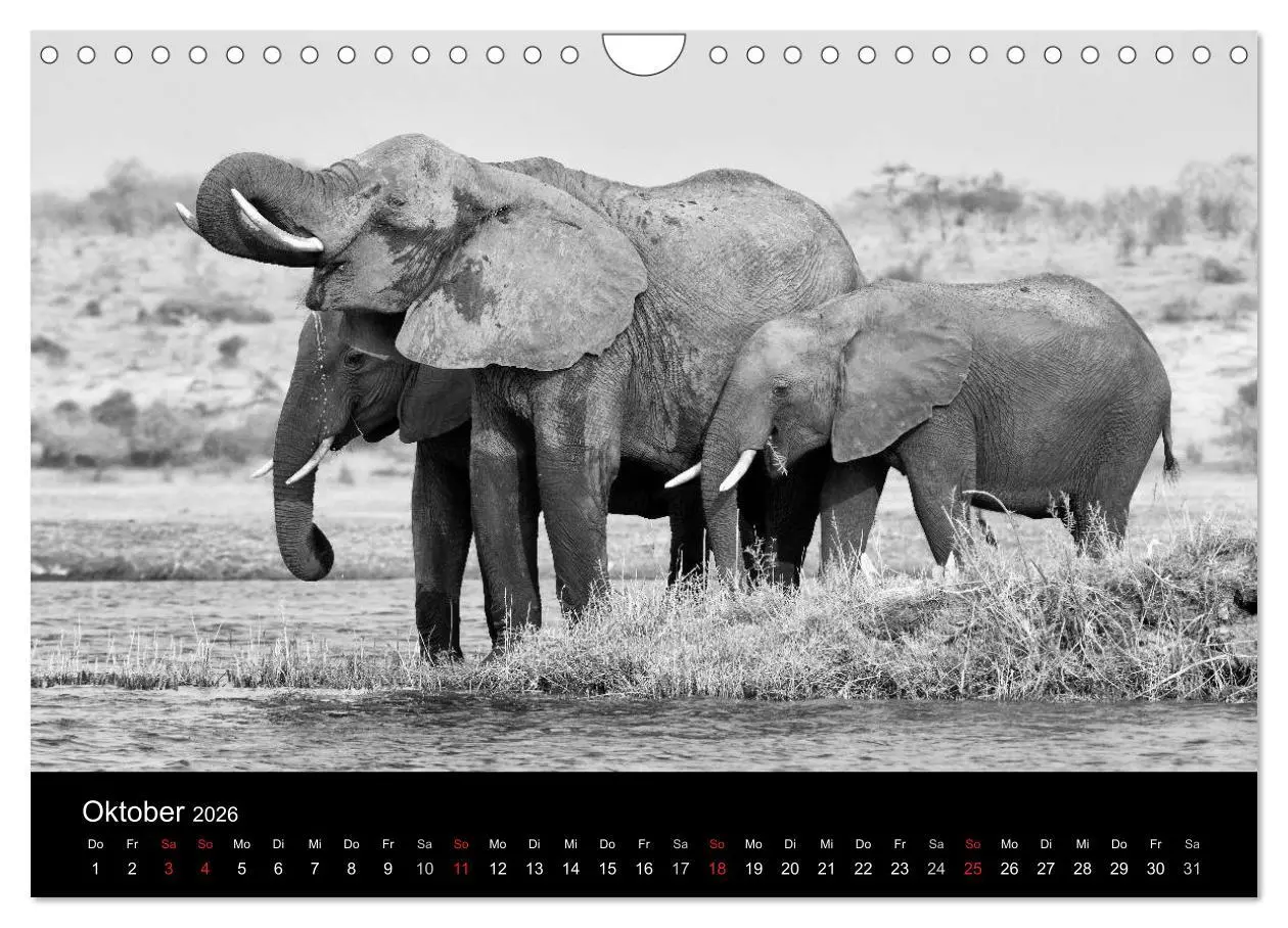 Bild: 9783516142525 | Elefanten Schwarz - Weiss (Wandkalender 2026 DIN A4 quer), CALVENDO...