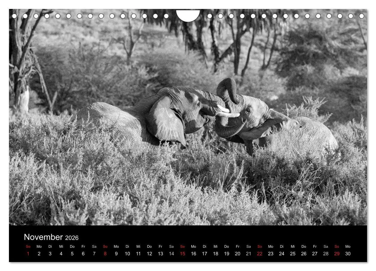 Bild: 9783516142525 | Elefanten Schwarz - Weiss (Wandkalender 2026 DIN A4 quer), CALVENDO...