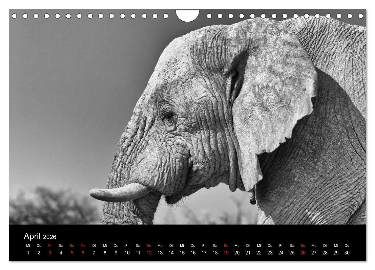 Bild: 9783516142525 | Elefanten Schwarz - Weiss (Wandkalender 2026 DIN A4 quer), CALVENDO...