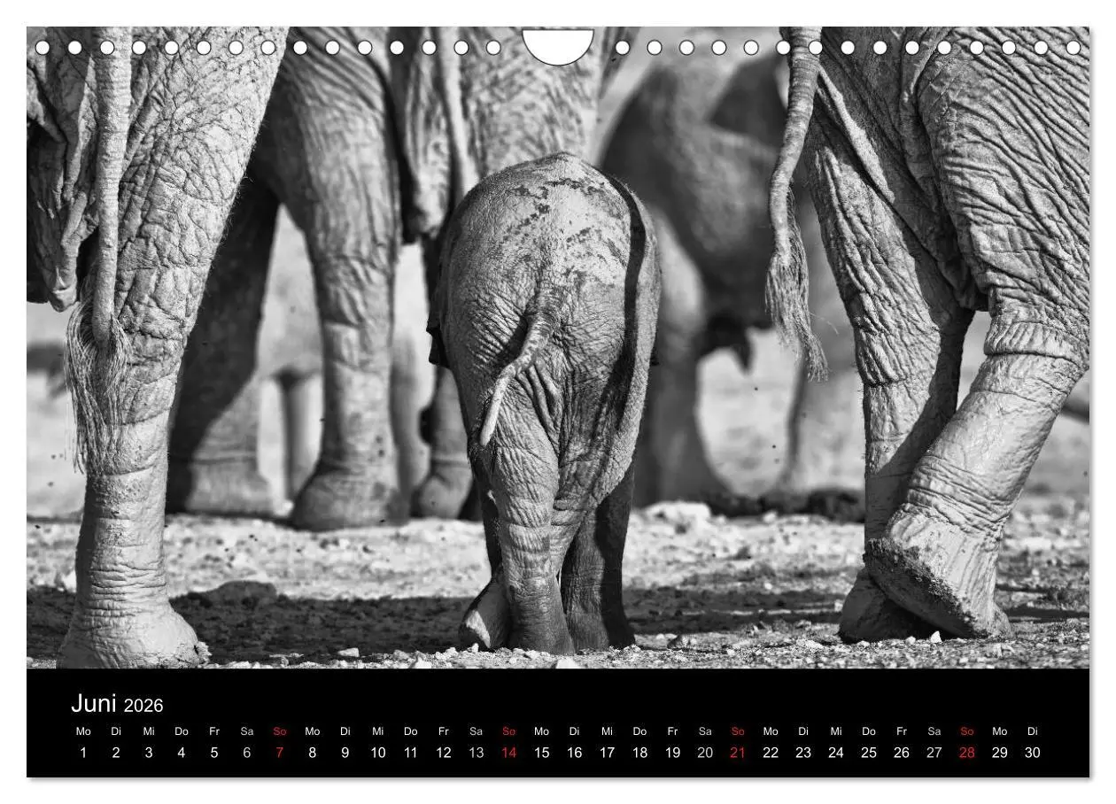 Bild: 9783516142525 | Elefanten Schwarz - Weiss (Wandkalender 2026 DIN A4 quer), CALVENDO...