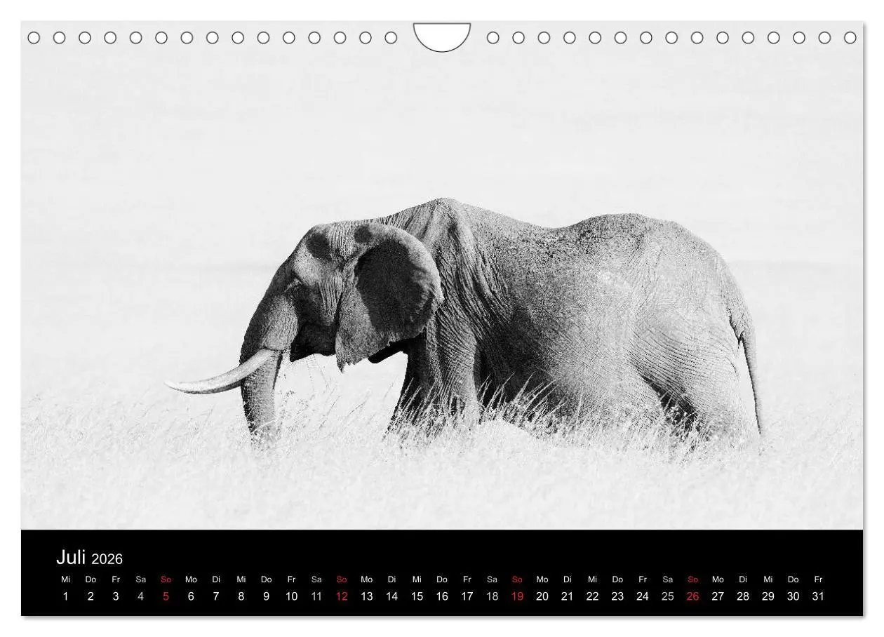 Bild: 9783516142525 | Elefanten Schwarz - Weiss (Wandkalender 2026 DIN A4 quer), CALVENDO...