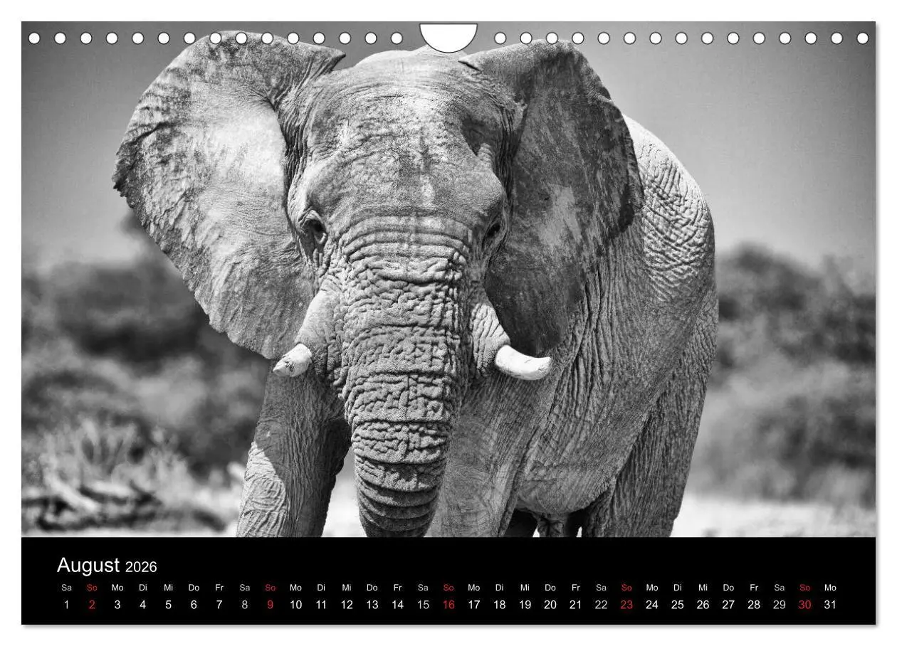 Bild: 9783516142525 | Elefanten Schwarz - Weiss (Wandkalender 2026 DIN A4 quer), CALVENDO...