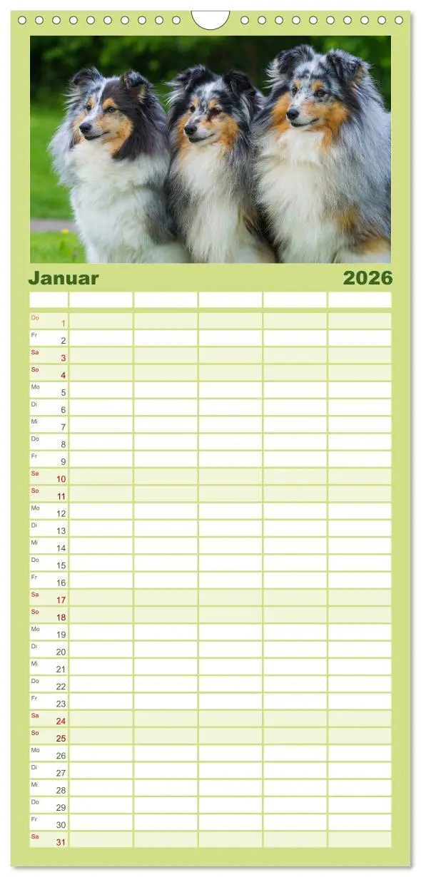 Bild: 9783516522525 | Familienplaner 2026 - Traumhund Sheltie mit 5 Spalten...