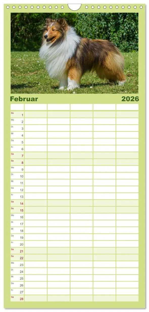 Bild: 9783516522525 | Familienplaner 2026 - Traumhund Sheltie mit 5 Spalten...