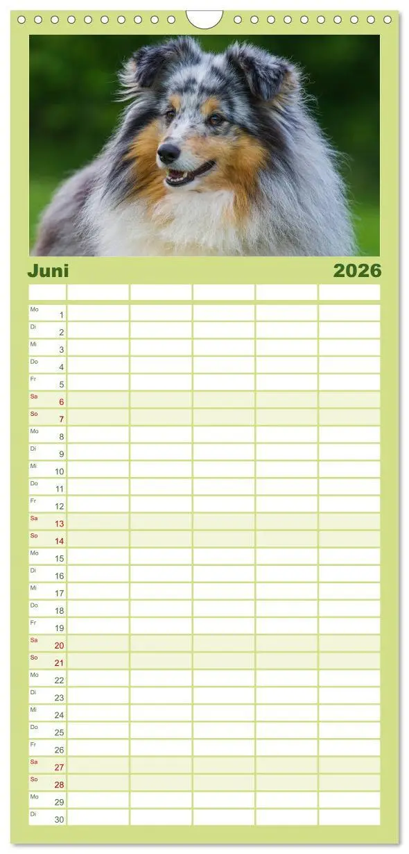 Bild: 9783516522525 | Familienplaner 2026 - Traumhund Sheltie mit 5 Spalten...