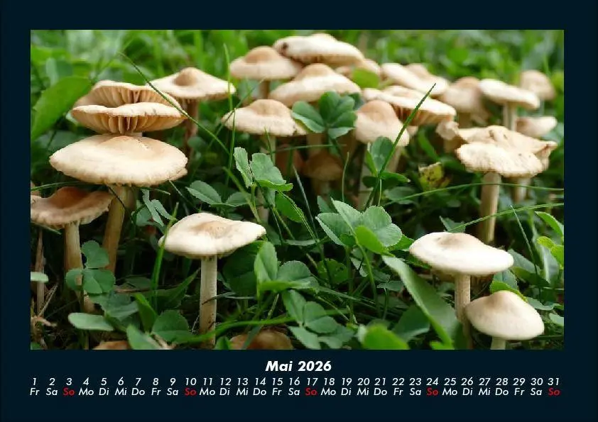 Bild: 9783695412525 | Natur Pur 2026 Fotokalender DIN A4 | Tobias Becker | Kalender | 2026