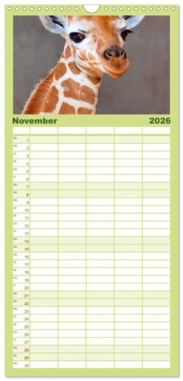 Bild: 9783516512625 | Familienplaner 2026 - Giraffen mit 5 Spalten (Wandkalender, 21 x 45...