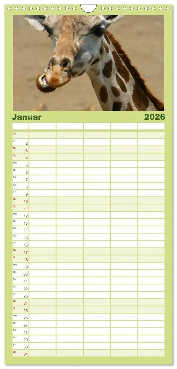 Bild: 9783516512625 | Familienplaner 2026 - Giraffen mit 5 Spalten (Wandkalender, 21 x 45...