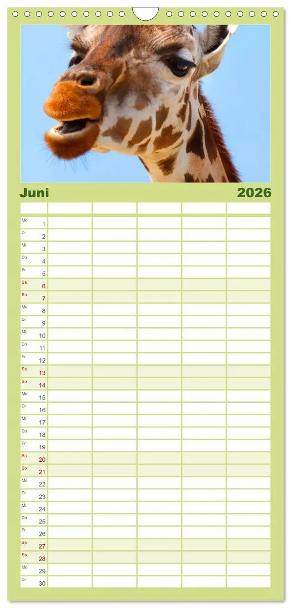 Bild: 9783516512625 | Familienplaner 2026 - Giraffen mit 5 Spalten (Wandkalender, 21 x 45...