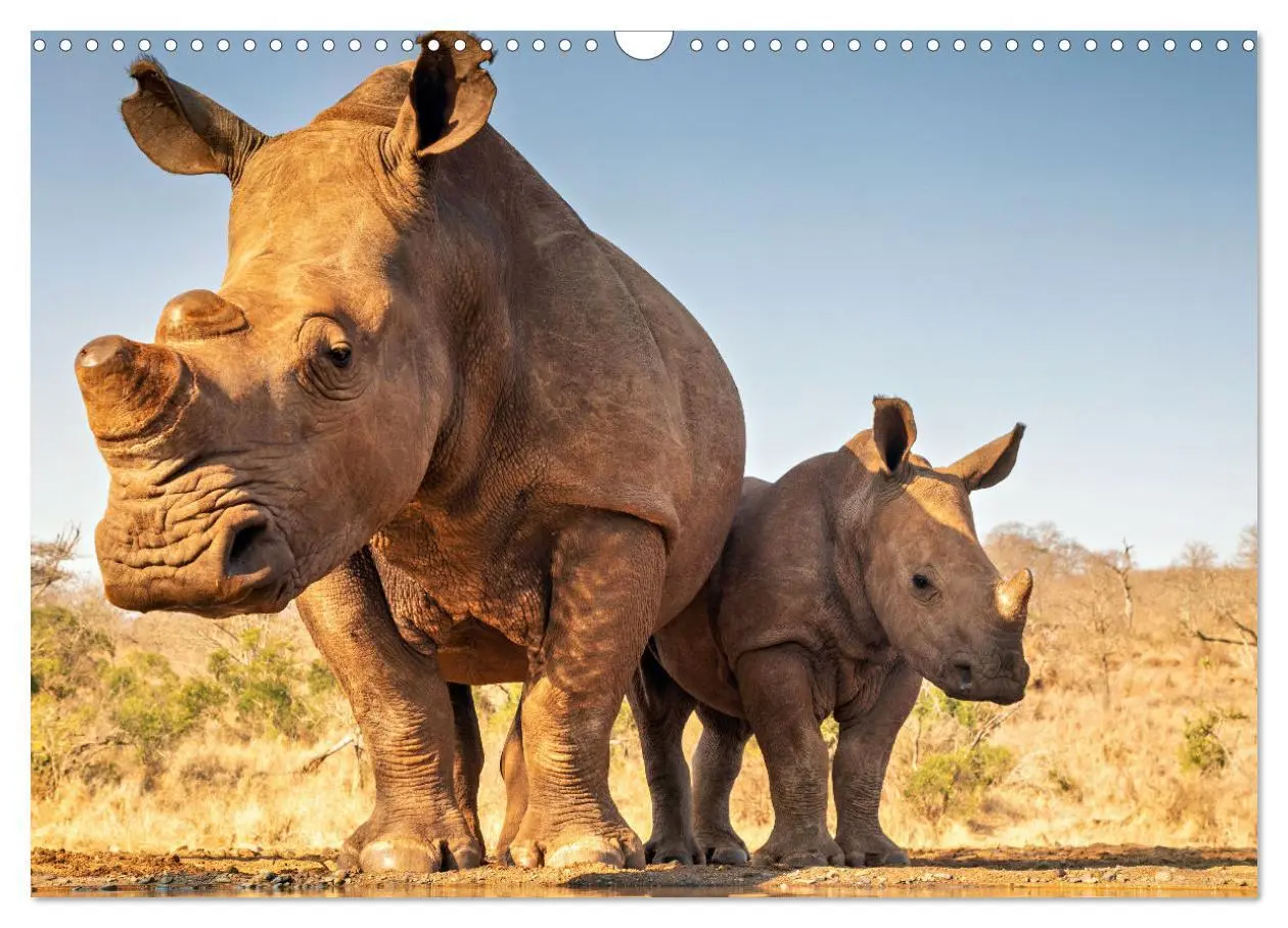 Bild: 9783435942725 | Tierkinder Afrikas - Entdecke ihre zauberhafte Welt (Wandkalender...