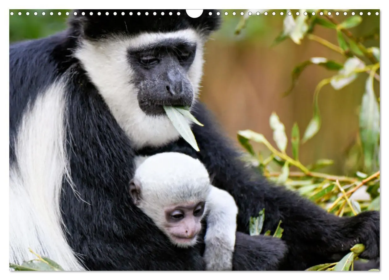 Bild: 9783435942725 | Tierkinder Afrikas - Entdecke ihre zauberhafte Welt (Wandkalender...