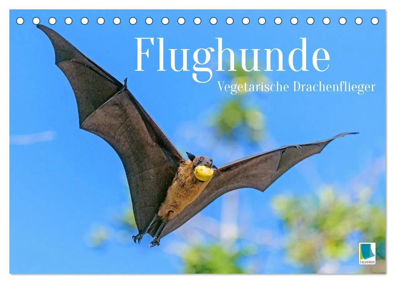 Cover: 9783457412725 | Flughunde: Vegetarische Drachenflieger (Tischkalender 2026 DIN A5...