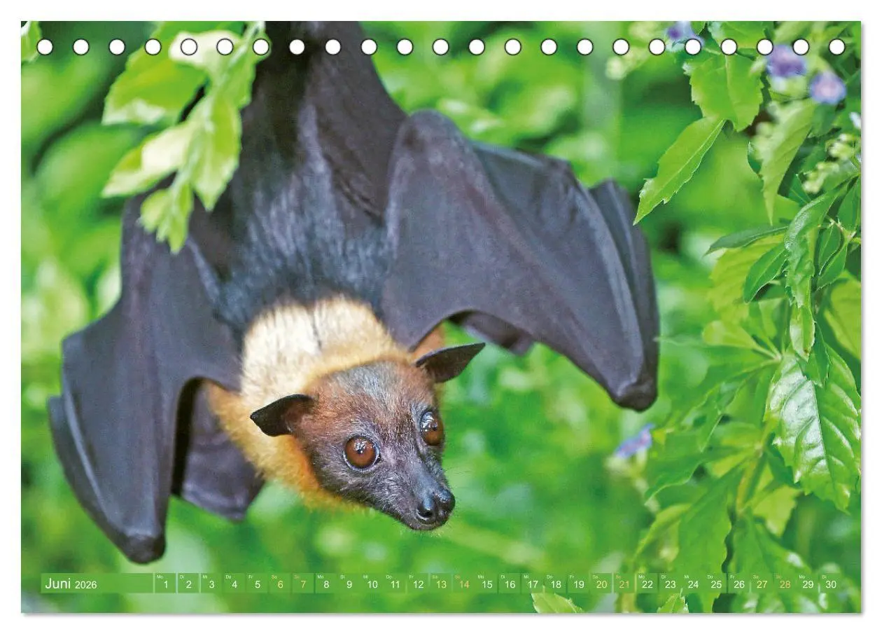 Bild: 9783457412725 | Flughunde: Vegetarische Drachenflieger (Tischkalender 2026 DIN A5...