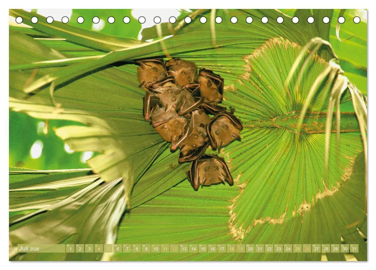 Bild: 9783457412725 | Flughunde: Vegetarische Drachenflieger (Tischkalender 2026 DIN A5...