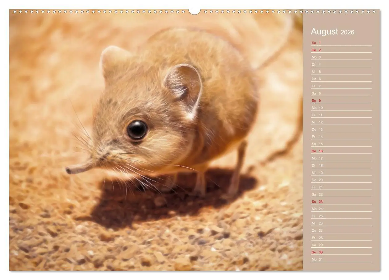 Bild: 9783516112825 | Süsse Tierwelt / CH-Version / Geburtstagskalender (Wandkalender...