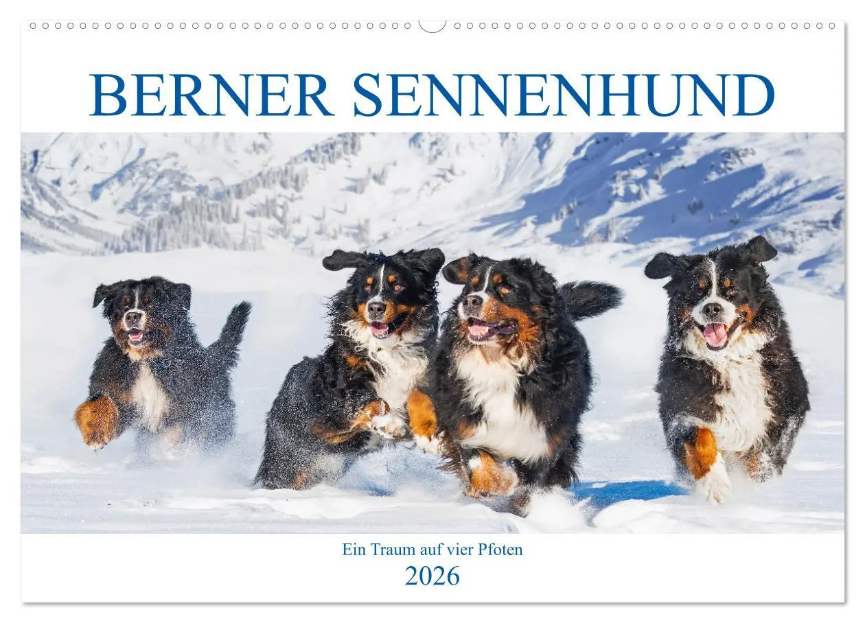 Cover: 9783457632925 | Berner Sennenhund - Ein Traum auf vier Pfoten (Wandkalender 2026...