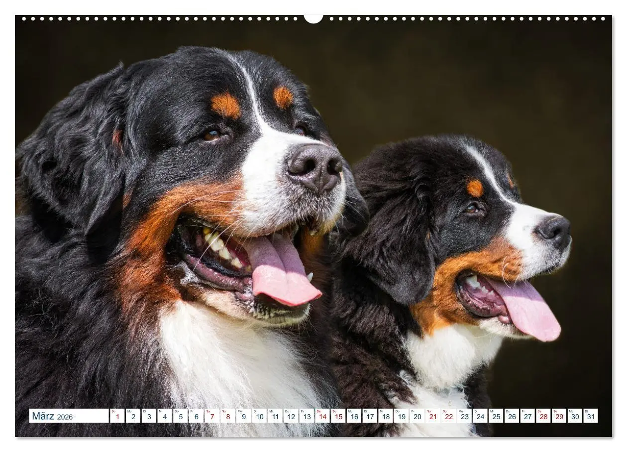 Bild: 9783457632925 | Berner Sennenhund - Ein Traum auf vier Pfoten (Wandkalender 2026...