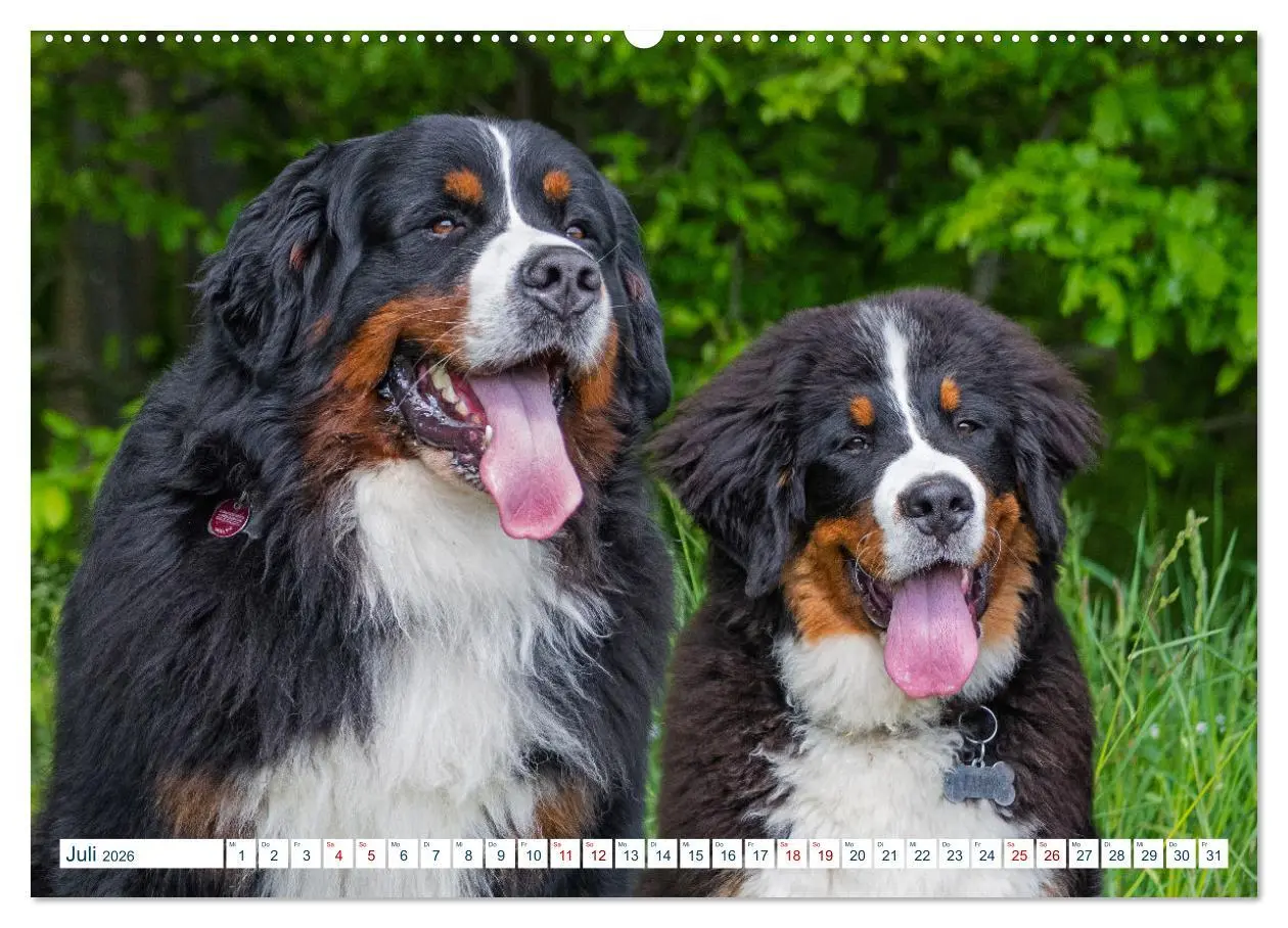 Bild: 9783457632925 | Berner Sennenhund - Ein Traum auf vier Pfoten (Wandkalender 2026...